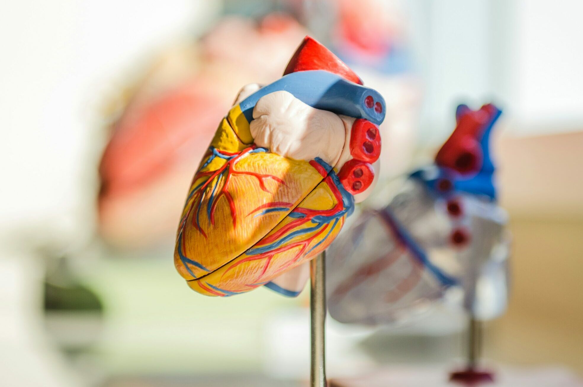 Fargerik anatomisk hjertemodell på stativ i undervisningsrom, brukt til å illustrere anatomi og fysiologi i medisinsk grunnstudium ved Institutt for Helhetsmedisin.​